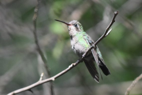 Broad-billed Hummingbird at Wilderness Park, Lancaster Co 15 May 2021 by Caleb Strand
