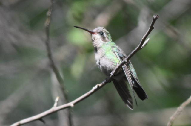 Broad-billed Hummingbird at Wilderness Park, Lancaster Co 15 May 2021 by Caleb Strand