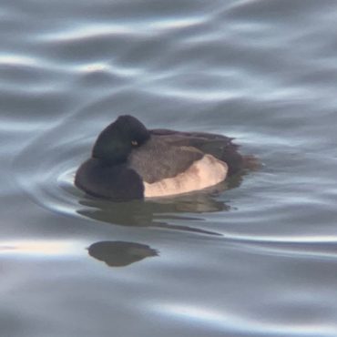 Ring-necked Duck x Lesser Scaup at Gavin’s Point Dam in Knox Co 1 Jan 2021 by Caleb Strand