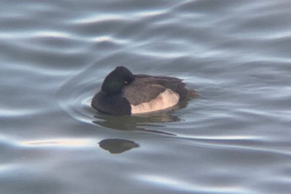 Ring-necked Duck x Lesser Scaup at Gavin’s Point Dam in Knox Co 1 Jan 2021 by Caleb Strand