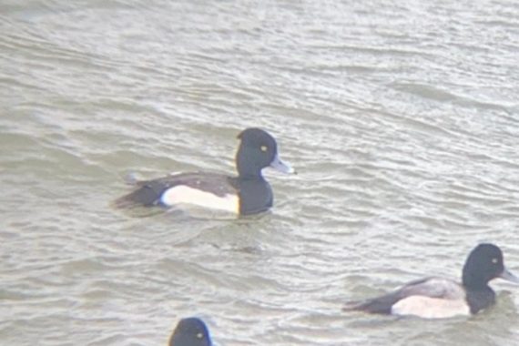 Tufted Duck x Lesser Scaup at Gavin’s Point Dam in Knox Co 13 Apr 2021 by Caleb Strand
