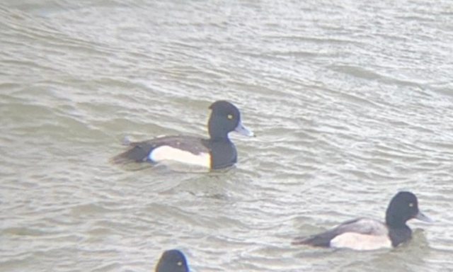 Tufted Duck x Lesser Scaup at Gavin’s Point Dam in Knox Co 13 Apr 2021 by Caleb Strand