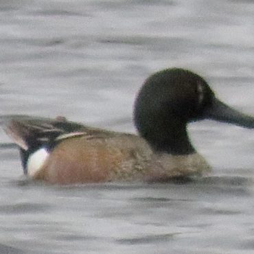 Mark A. Brogie of a Blue-winged Teal x Northern Shoveler (hybrid) in Antelope Co 17 May 2021