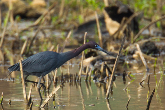 Little Blue Heron 5 May 2012 by Phil Swanson