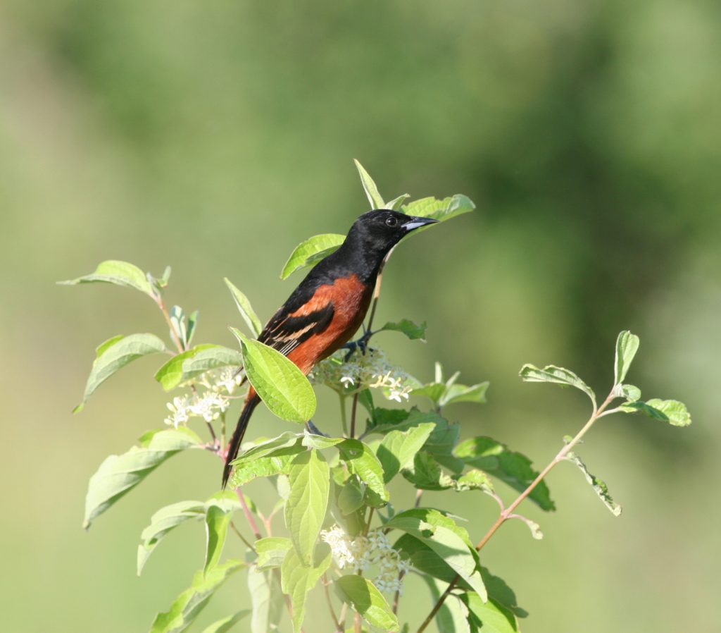 Orchard Oriole in Sarpy Co 4 Jun 2006 by Phil Swanson