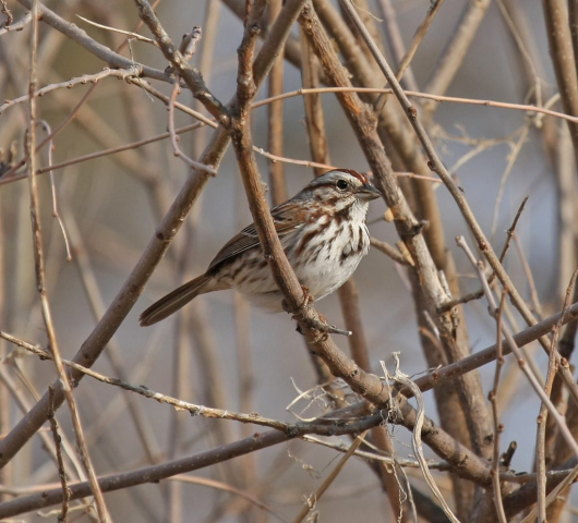 Song Sparrow in Sarpy Co 5 Apr 2008 by Phil Swanson