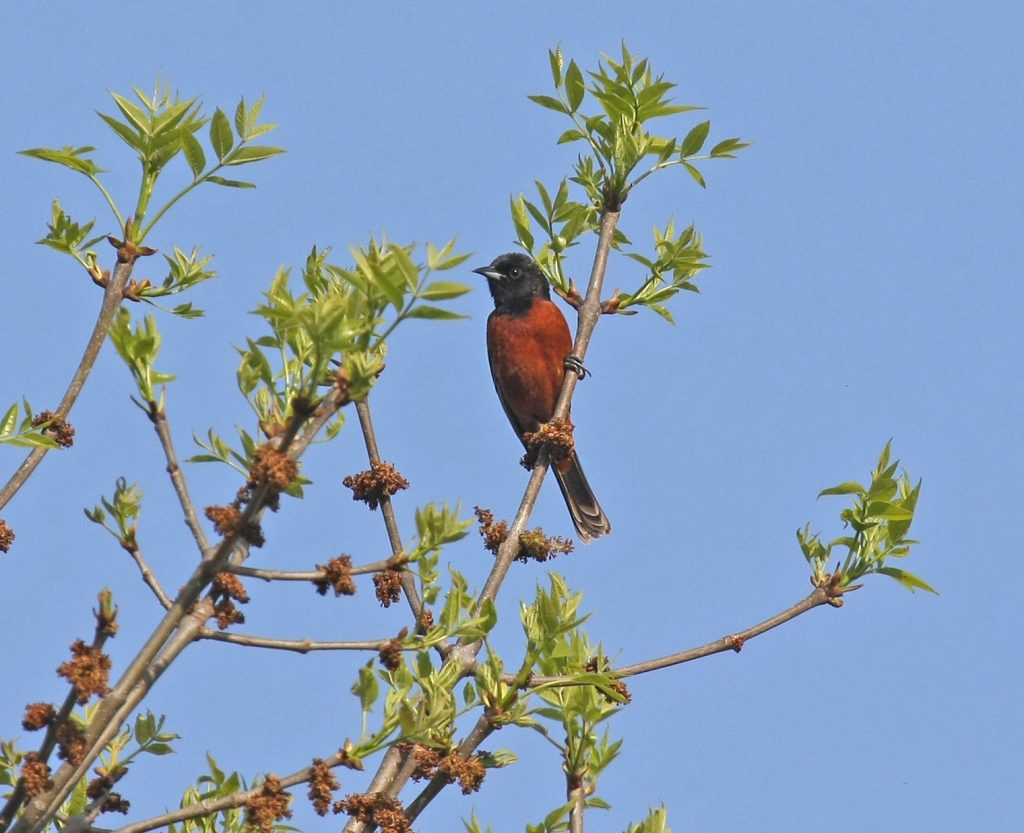 Orchard Oriole in Sarpy Co 6 May 2008 by Phil Swanson