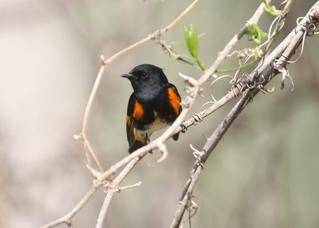 American Redstart in Sarpy Co 6 May 2008 by Phil Swanson