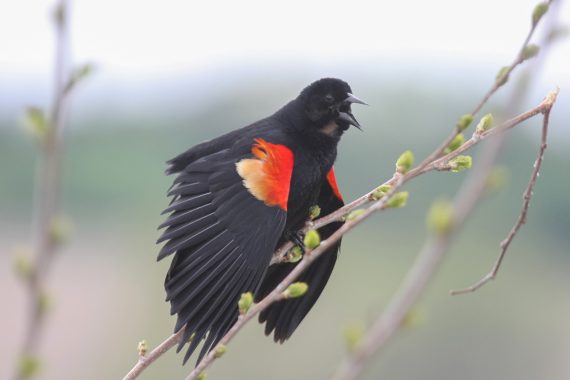 Red-winged Blackbird at Fontenelle Forest, Sarpy Co 9 May 2008 by Phil Swanson