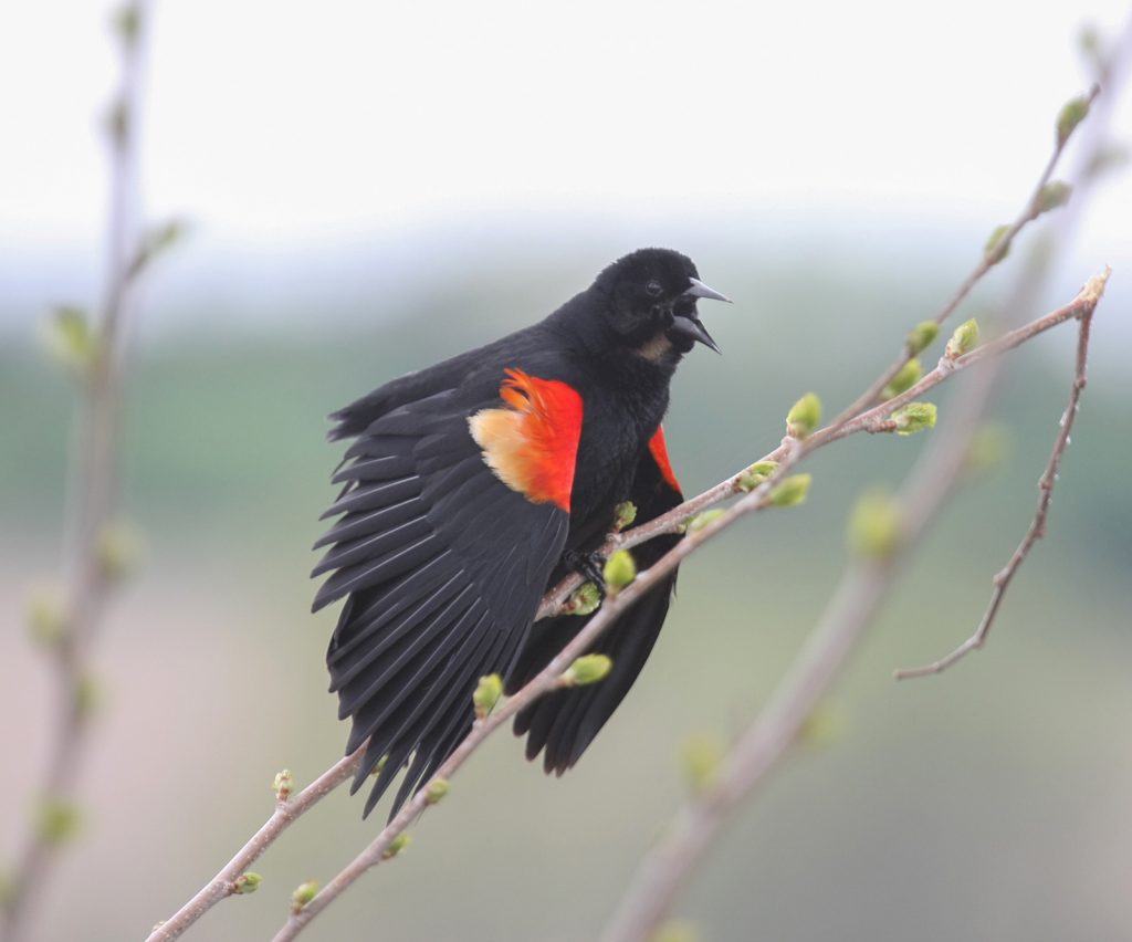 Red-winged Blackbird at Fontenelle Forest, Sarpy Co 9 May 2008 by Phil Swanson