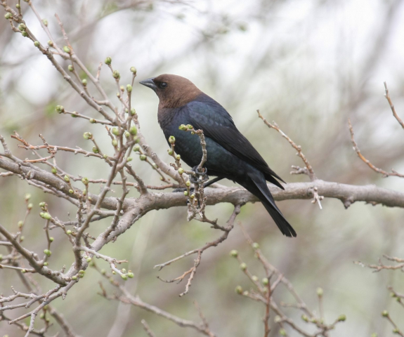 Brown-headed Cowbird in Sarpy Co 9 May 2008 by Phil Swanson