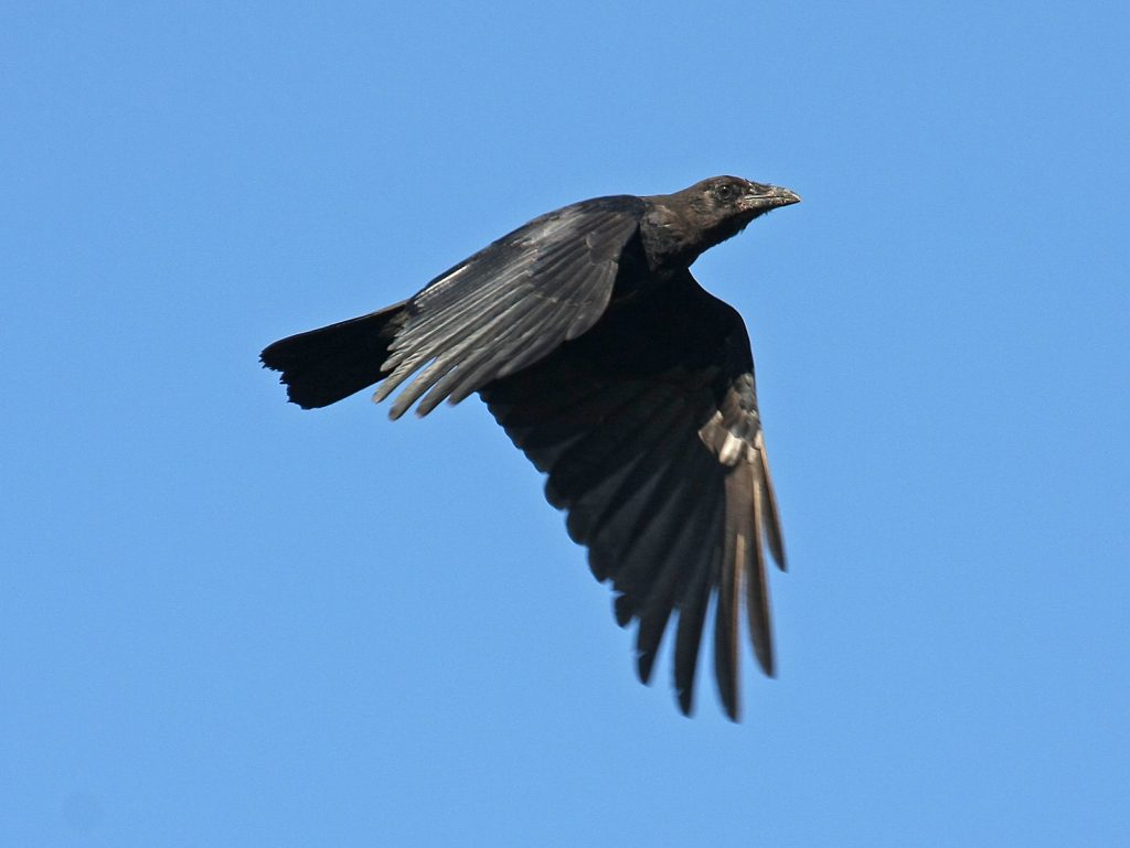 American Crow in Sarpy Co 17 Aug 2009 by Phil Swanson
