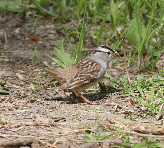 White-crowned Sparrow in Sarpy Co 6 May 2009 by Phil Swanson