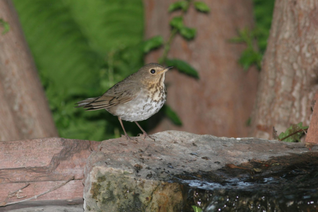 Swainson's Thrush in Sarpy Co 16 May 2009 by Phil Swanson
