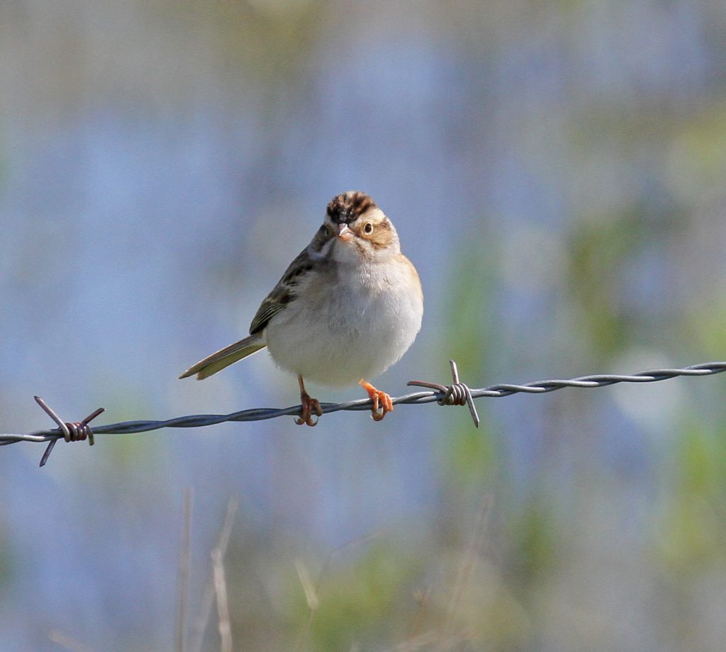 Clay-colored Sparrow 14 May 2010 by Phil Swanson