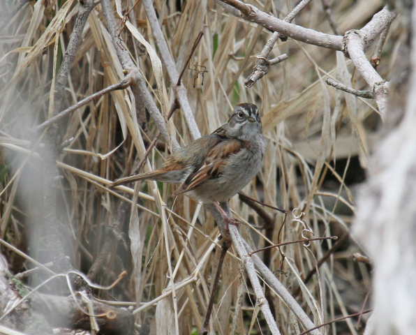 Swamp Sparrow in Sarpy Co 26 Apr 2011 by Phil Swanson