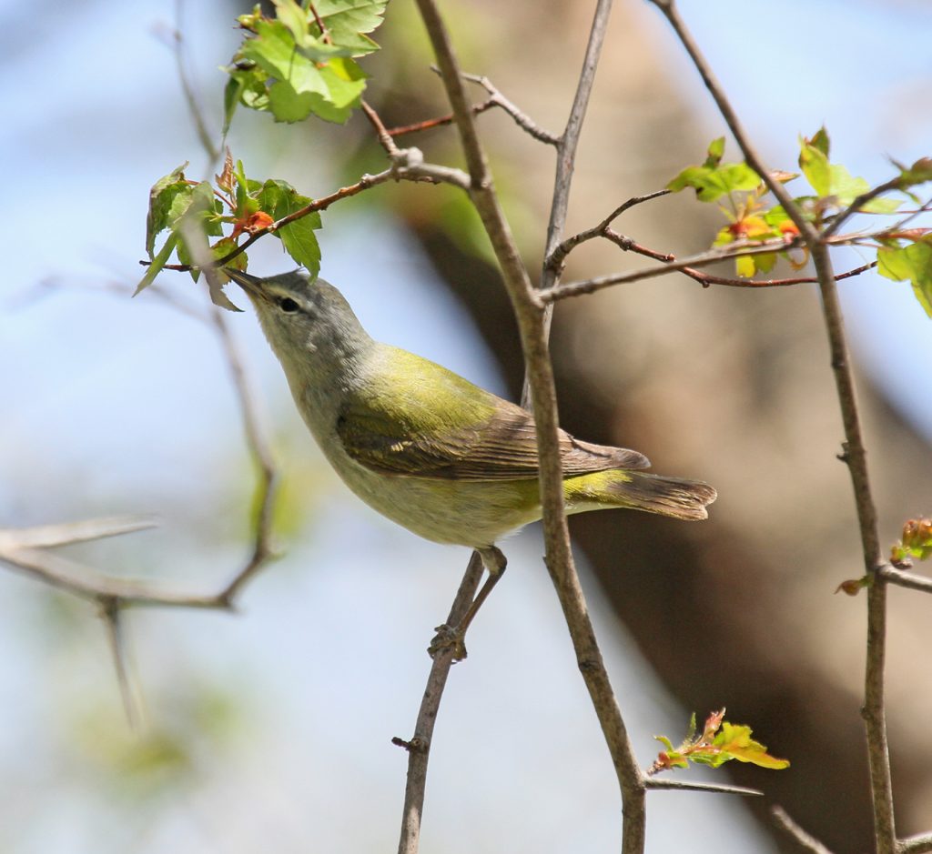 Tennessee Warbler 1 May 2011 by Phil Swanson