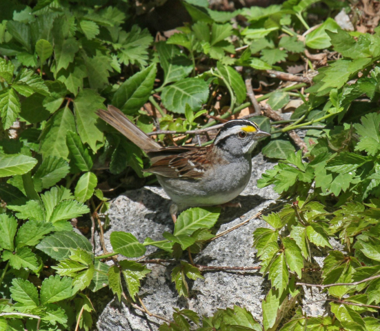 White-throated Sparrow in Sarpy Co 2 May 2011 by Phil Swanson