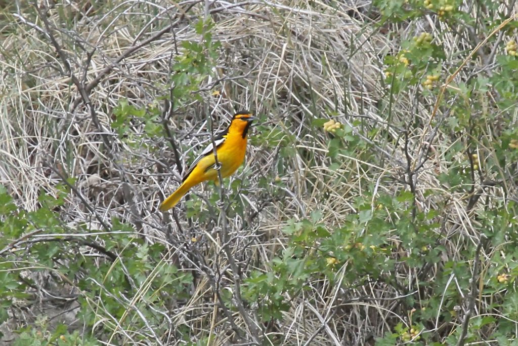 Bullock’s Oriole at Sowbelly Canyon, Sioux Co 26 May 2012 by Phil Swanson