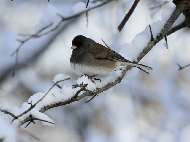 Cassiar Junco (J. h. cismontanus) in Sarpy Co 20 Dec 2012 by Phil Swanson