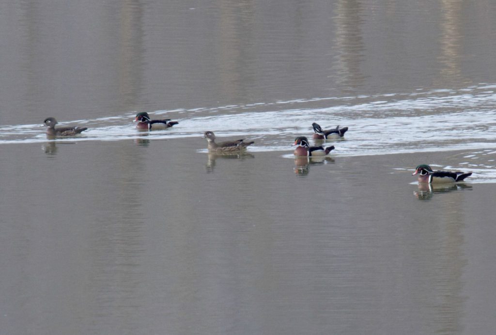 Wood Ducks in Sarpy Co, 3 Mar 2013 by Phil Swanson