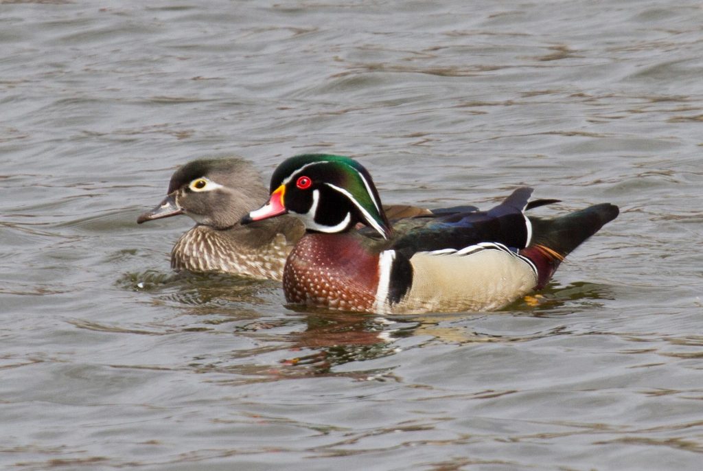 Wood Ducks at Fontenelle Forest, Sarpy Co, 3 Apr 2009 by Phil Swanson