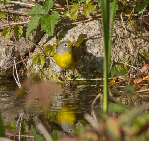 Nashville Warbler in Sarpy Co 10 May 2013 by Phil Swanson