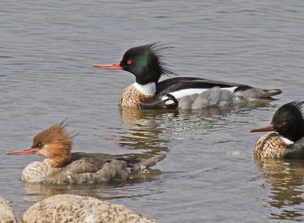 Red-breasted Mergansers at Base Lake, Sarpy Co, on 5 Apr 2014 by Phil Swanson.