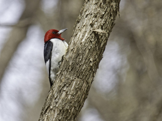 Red-headed Woodpecker in Sarpy Co 10 Apr 2014 by Phil Swanson