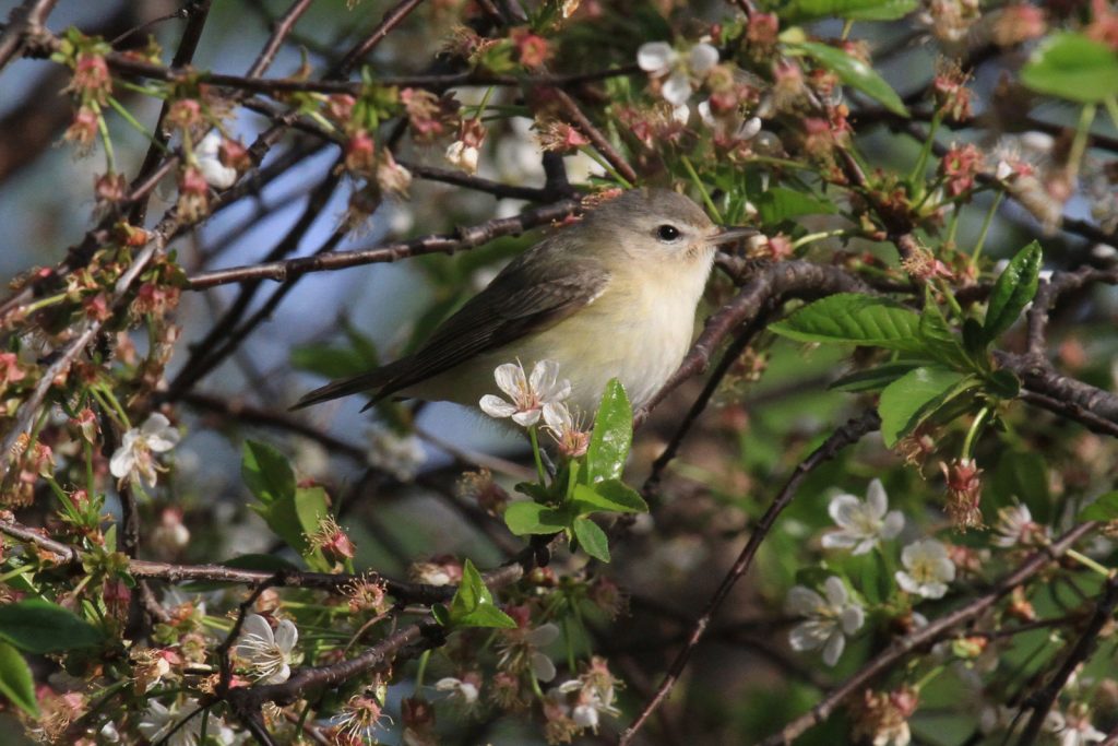 Warbling Vireo in Sarpy Co 6 May 2014 by Phil Swanson