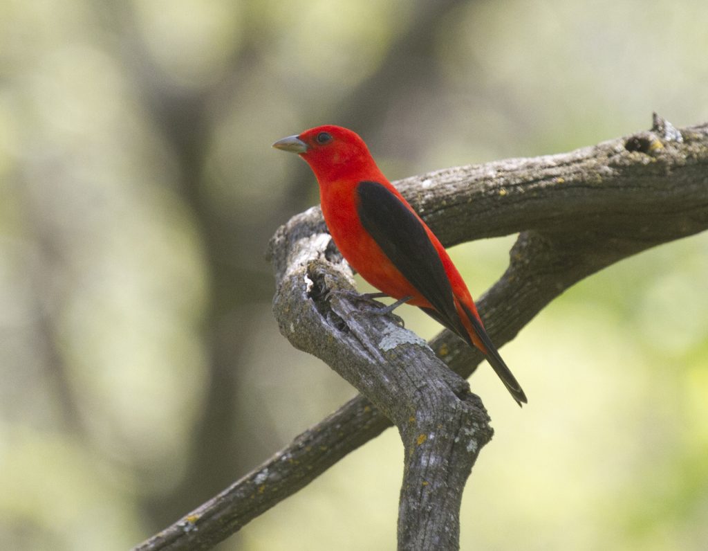 Scarlet Tanager in Sarpy Co 6 May 2014 by Phil Swanson