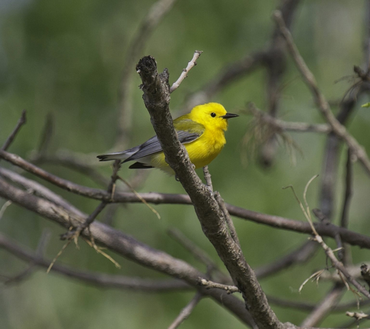 Prothonotary Warbler in Sarpy Co 21 May 2014 by Phil Swanson