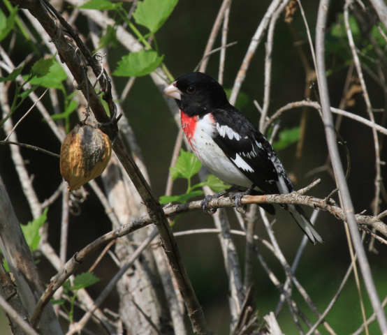 Rose-breasted Grosbeak in Sarpy Co 21 May 2014 by Phil Swanson