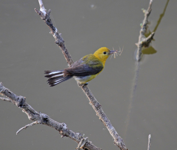 Prothonotary Warbler in Sarpy Co 22 Jul 2014 by Phil Swanson
