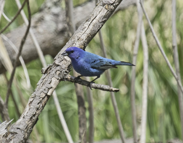 Indigo Bunting in Sarpy Co 15 May 2015 by Phil Swanson