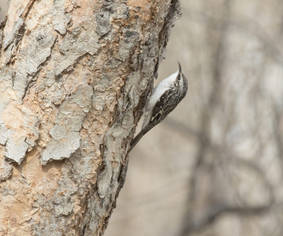 Brown Creeper in Sarpy Co 9 Mar 2016 by Phil Swanson