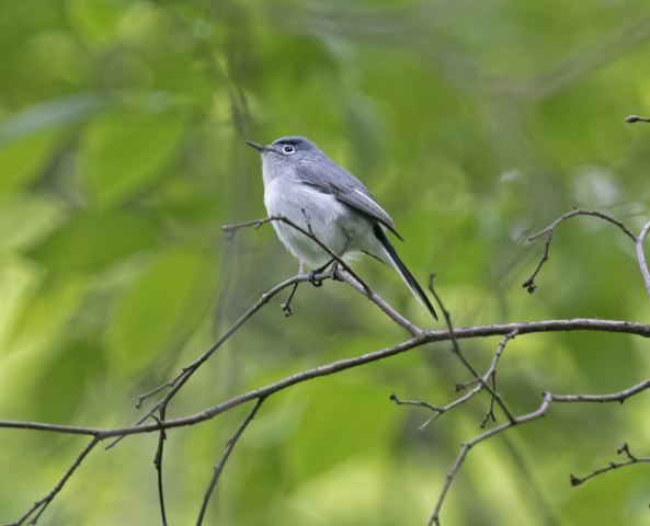 Blue-gray Gnatcatcher in Sarpy Co 8 May 2016