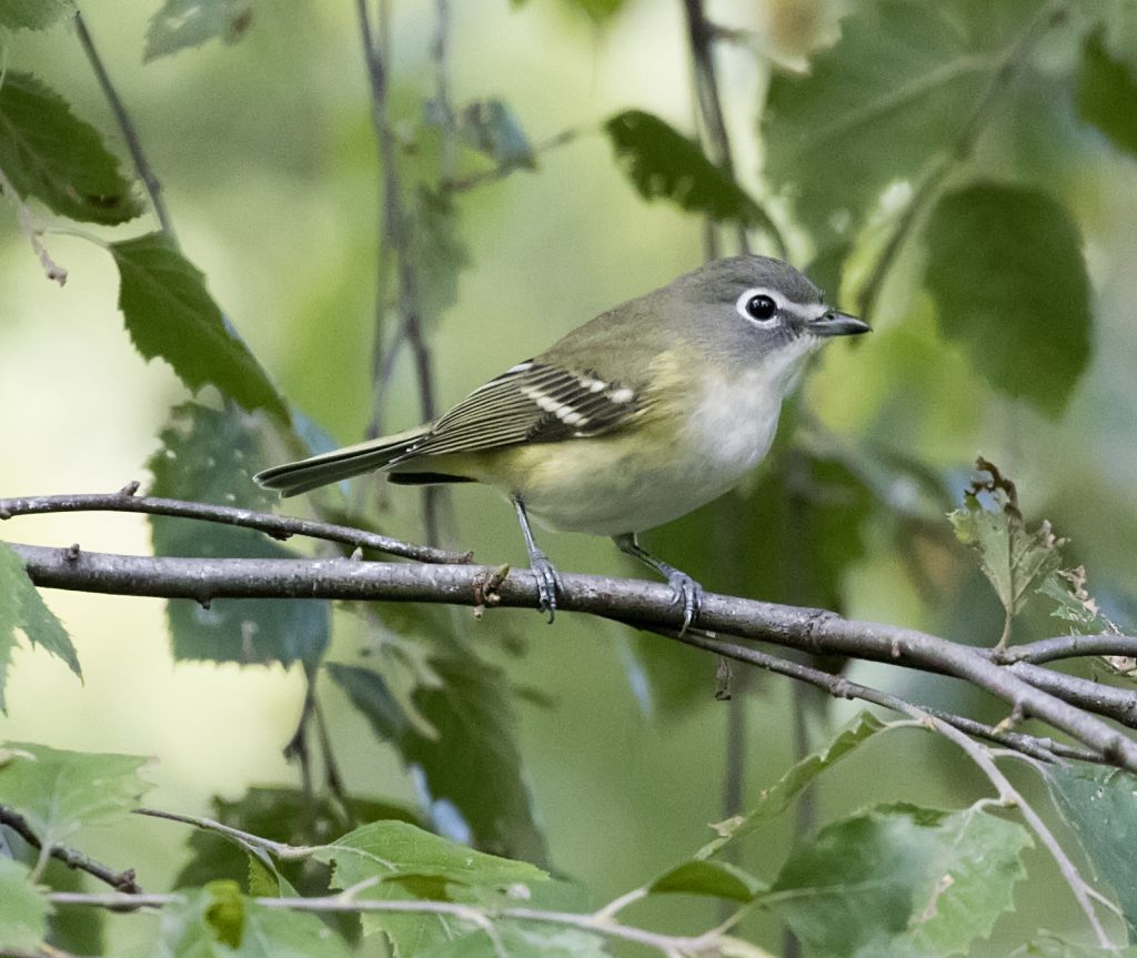 Blue-headed Vireo in Sarpy Co 26 Sep 2017 by Phil Swanson