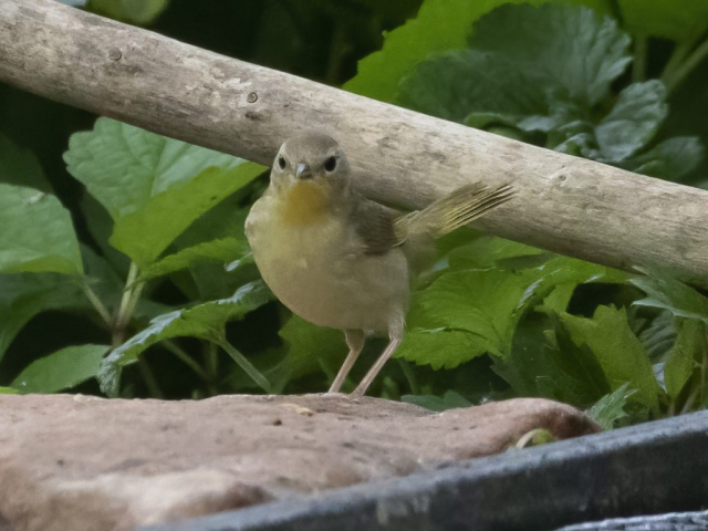 Common Yellowthroat (presumed campicola) in Sarpy Co  29 May 2021 by Phil Swanson