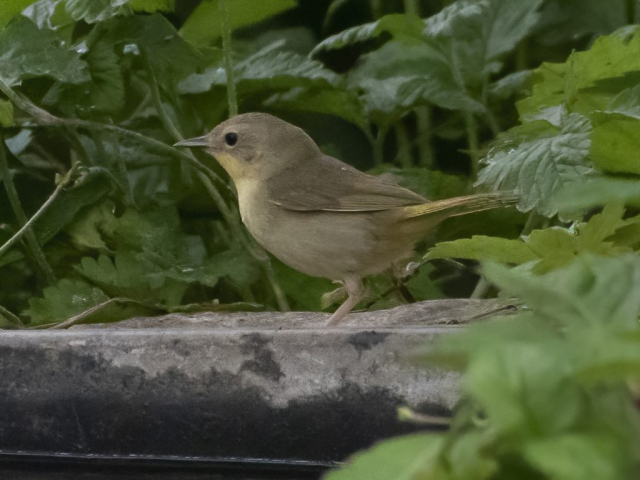Common Yellowthroat (presumed campicola) in Sarpy Co  29 May 2021 by Phil Swanson