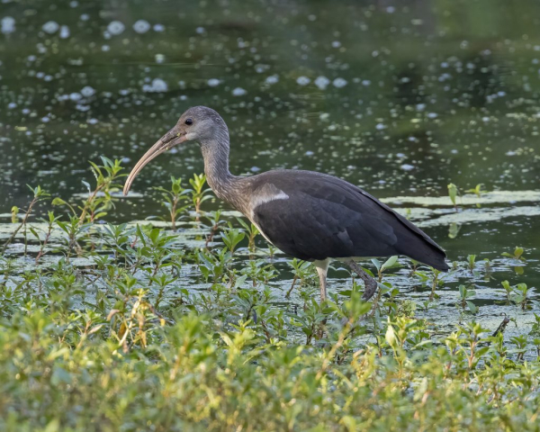 immature White Ibis in Sarpy Co 17 Aug 2022 by Mary Clausen