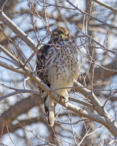 immature Red-shouldered Hawk in Sarpy Co 6 Jan 2023 by Mary Clausen