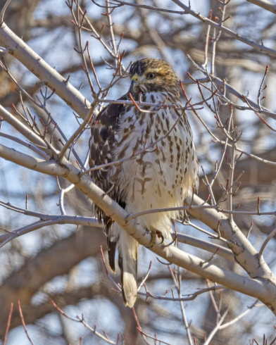 immature Red-shouldered Hawk in Sarpy Co 6 Jan 2023 by Mary Clausen