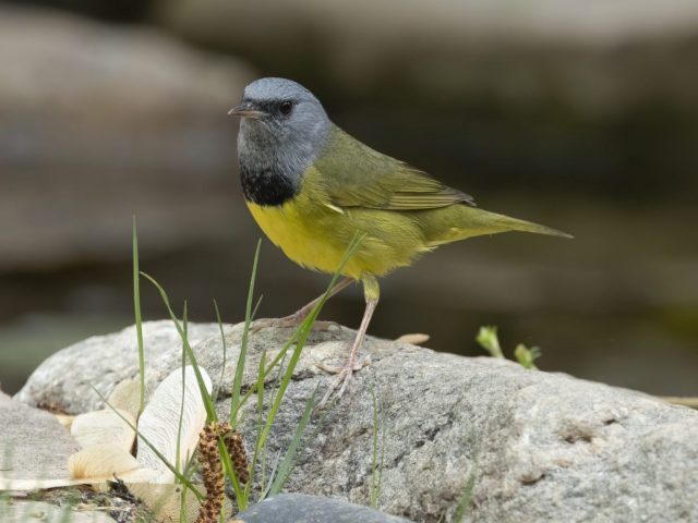 Mourning Warbler in Sarpy Co 16 May 2023 by Phil Swanson