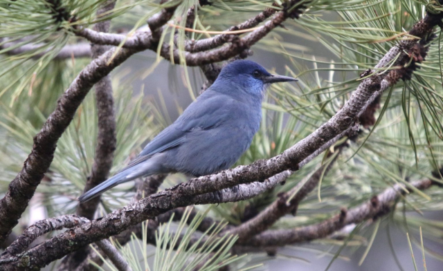 Pinyon Jays in Sioux County 13 May 2023 by Carlos Grandes