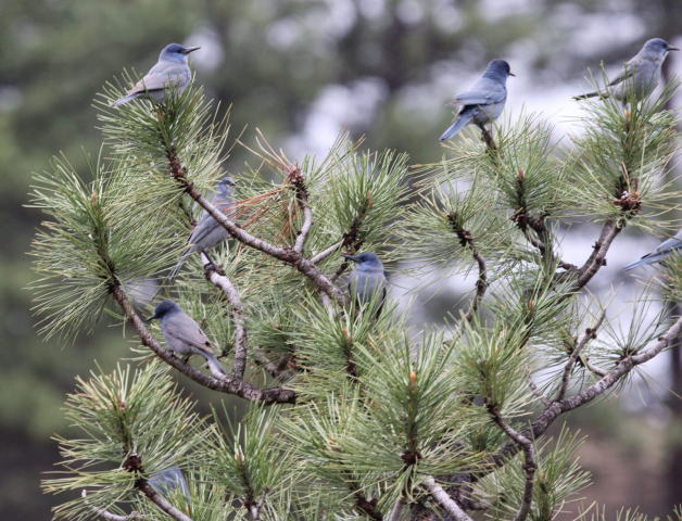 Pinyon Jays in Sioux County 13 May 2023 by Carlos Grandes