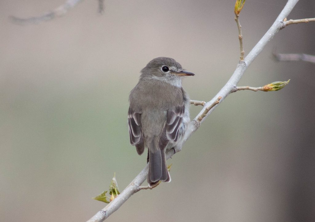 Gray Flycatcher at Oliver Reservoir, Kimball Co 23 May 2022 by Stephen Brenner