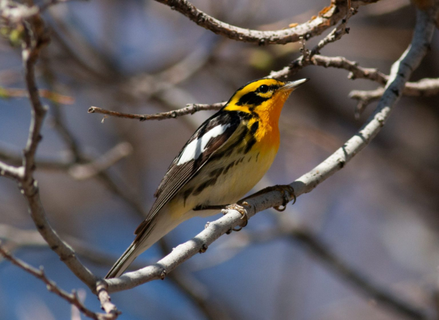 Blackburnian Warbler in Scotts Bluff Co 2 May 2024 by Stephen Brenner