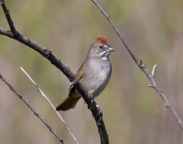 Green-tailed Towhee in Kimball Co 17 May 2025 by Stephen Brenner