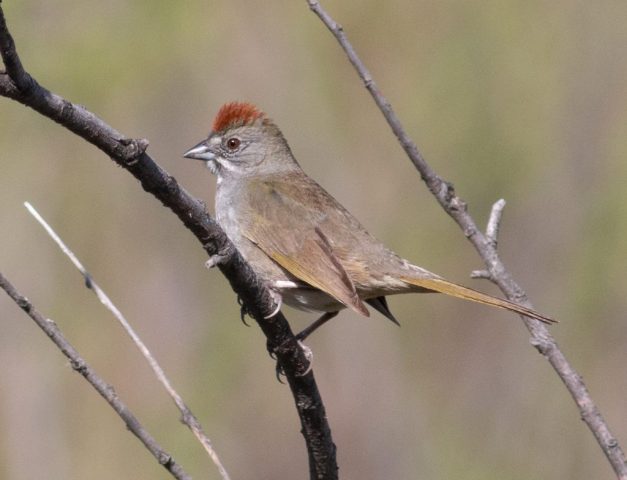 Green-tailed Towhee in Kimball Co 17 May 2025 by Stephen Brenner